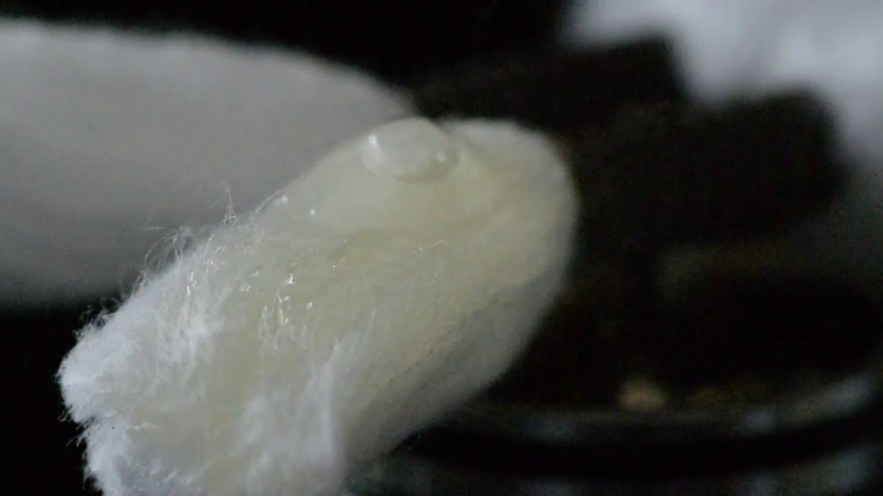 organic carded sliver