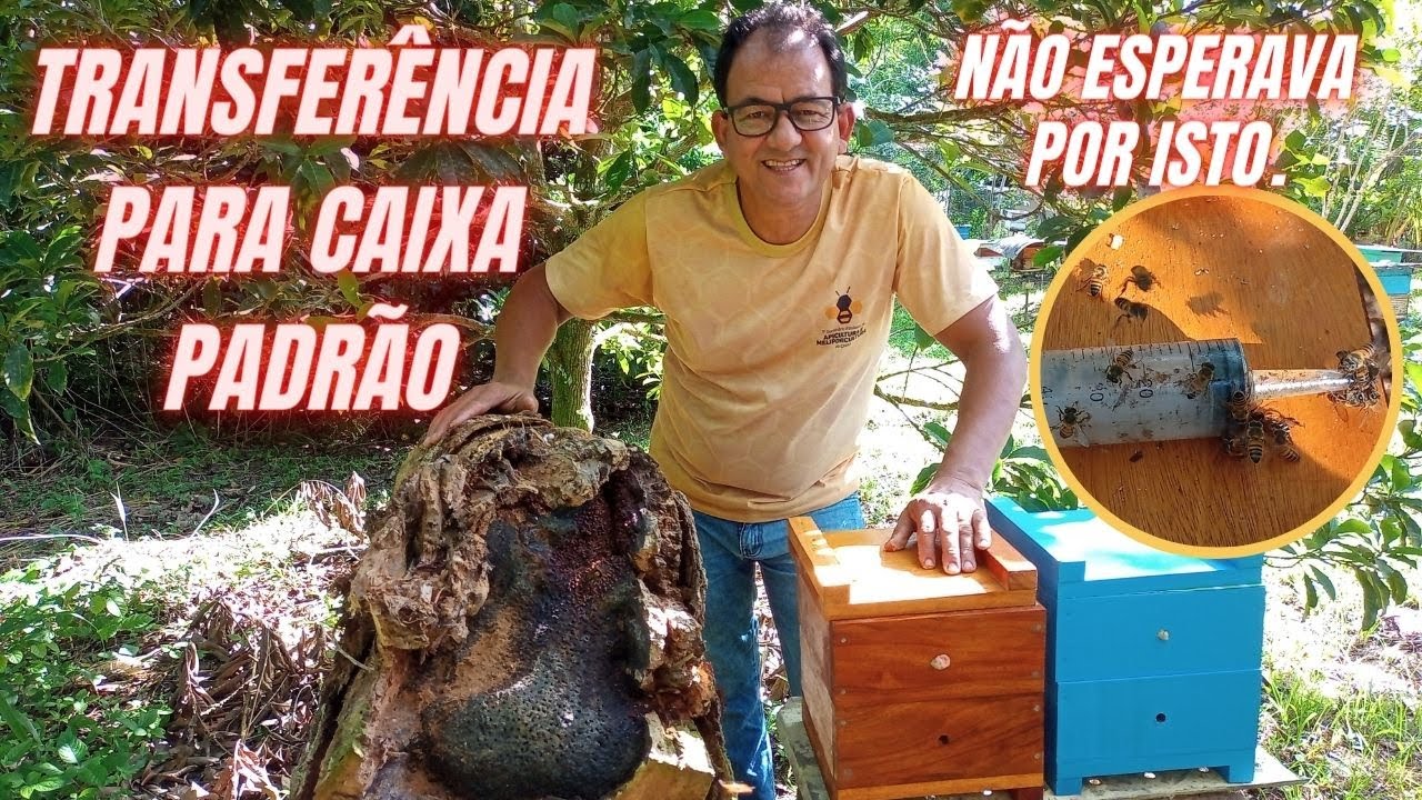 TRANSFERÊNCIA URUÇU AMARELA NA NATUREZA PARA CAIXA PADRÃO