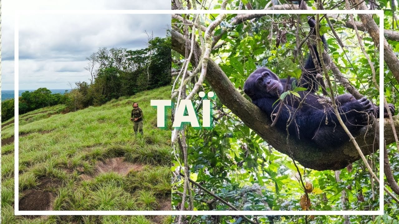 Au coeur du parc national de Taï