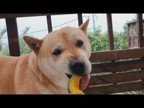 밤호박 농장집 개가 된 진돗개 금동이, 목이 막히게 파근파근한 밤맛나는 미니단호박을 참 잘 먹어요.