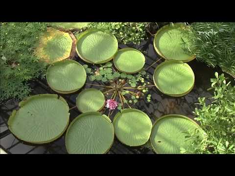 Video: Beschreibung und Fotos des Botanischen Gartens von Victoria (Botanischer Garten) - Seychellen: Victoria
