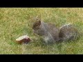 Squirrel eating banana bread