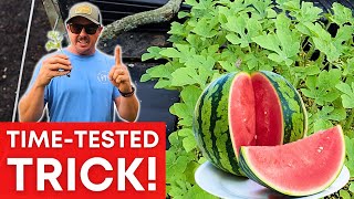 A Special Way to Plant Watermelons THAT WORKS!