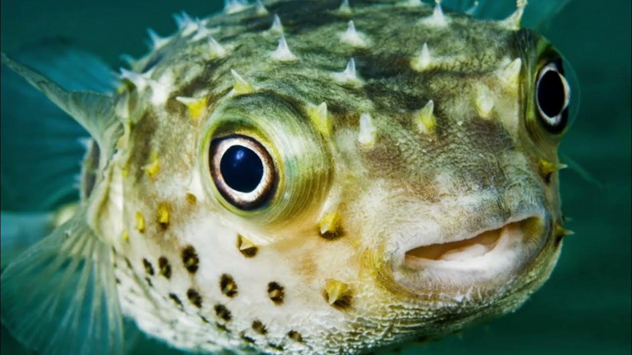 Мод pufferfish skills. Мод pufferfish skills