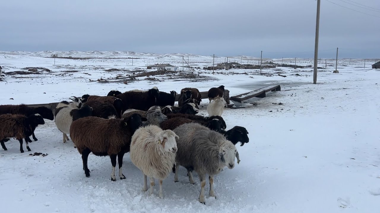 Мал жайлау. Ауылға кішігірім шолу #ауылөмірі #ауылшаруашылығы #қойшаруашылығы 