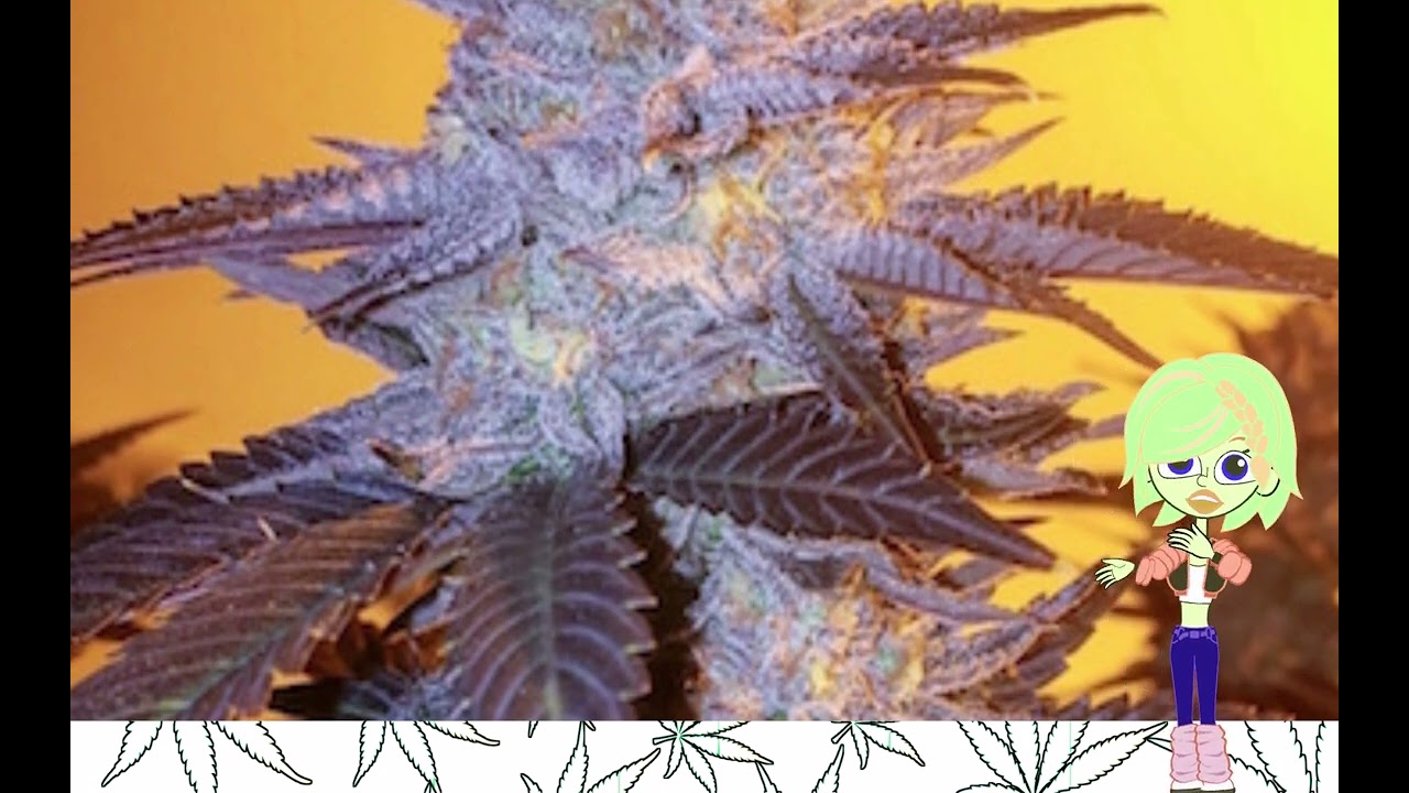 Orange Velvet Underground   Ethos Genetics