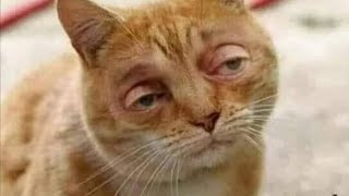 Funny Moments of Cats | Funny Video Compilation - Just Cats #16