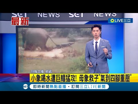 小象喝水遭巨鱷猛攻擊 母象救子"氣到四腳爆踩重壓" 鱷魚腳底抹油溜得超快│【萌寵54來當家】20230419│三立新聞台