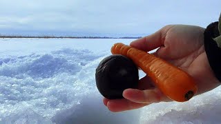 Реакция рыбы на Морковь и Свеклу! Подводная съемка