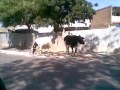 Ahmedabad BJP Discarded Cows Eat Plastic and Garbage 20032015001 Mp3 Song