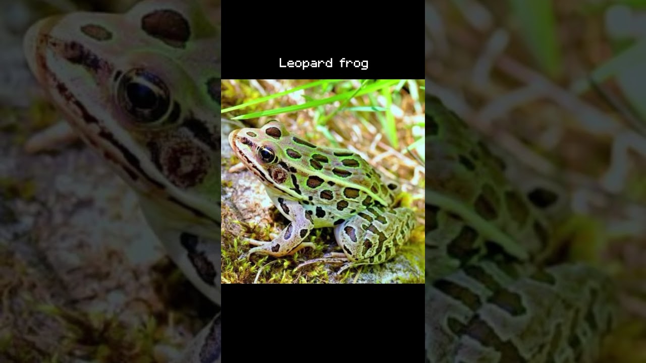 Common frogs/toads found in North America 🐸 