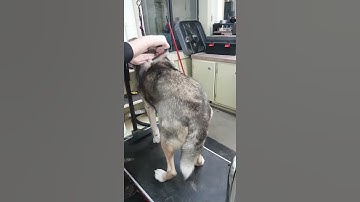 Using an undercoat rake