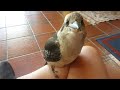 Wild kookaburra comes inside!