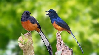 Forest Birdsong Nature Sounds - Relaxing Bird Sounds for Sleeping, Study & Work