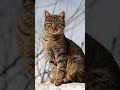 #cute #funny #cat #kitten #prettyfunny #catcute #cute #catshorts #funny