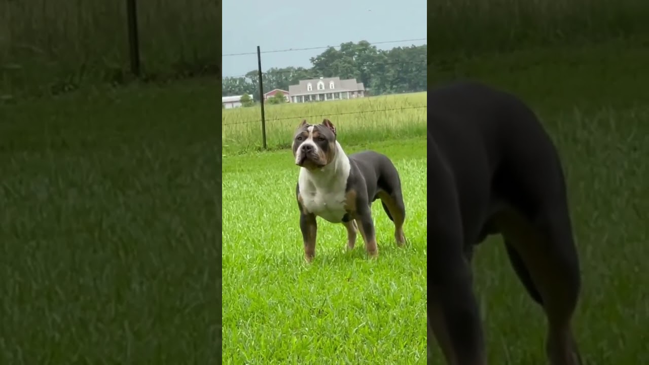 American bully standard size