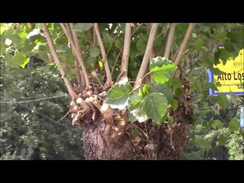 Video: ¿Qué es el desmoche de árboles? Información sobre cómo desmochar un árbol