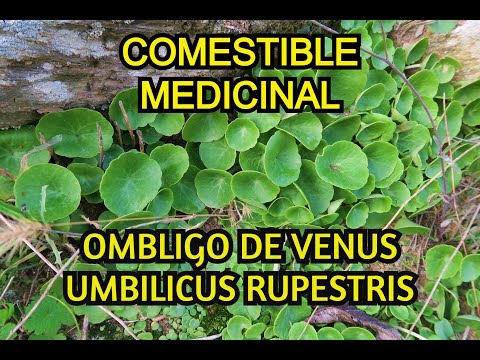 OMBLIGO DE VENUS, UMBILICUS RUPESTRIS, PLANTAS MEDICINALES, PLANTAS COMESTIBLES, BUSHCRAFT MONTAÑA hqdefault