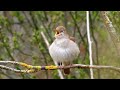 One Hour Relaxing Birdsong: Nightingale 4 K