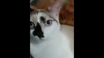 ダイクロイックアイ Youtube