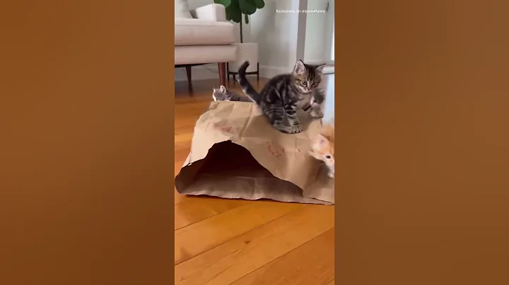 Video 11878571: laugh cats compilation, funniest cats compilation, laugh cats hilarious, loud cat