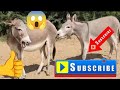 Donkeys Enjoying In Jungle Female And Male 