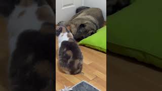 Kız Cebellah Şadiye Ne Istiyorsun Benim Ponçuğumdan