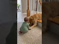 Baby and Dog’s Sweetest Moment Ever 🥺🐶 | Gentle Golden Retriever Love #dog #dogshorts