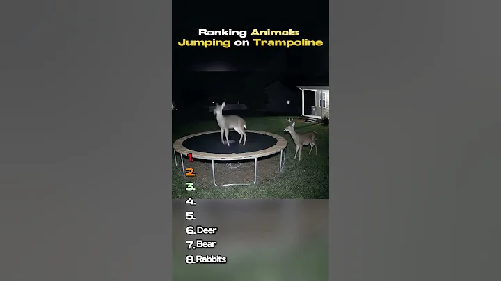Ranking animals jumping on trampoline thumbnail