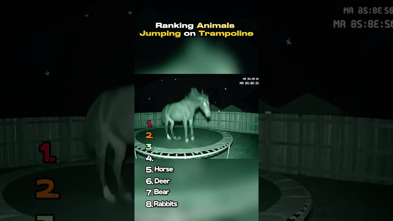 Ranking animals jumping on trampoline