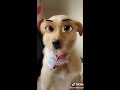 New SnapChat Filter Turns Your Dog Pet into Cute Disney Character Funny TikTok