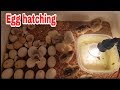 Egg hatching part 7