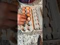 Getting eggs ready to go. Watch till the end. #eggs #backyardchickens #nonsense 