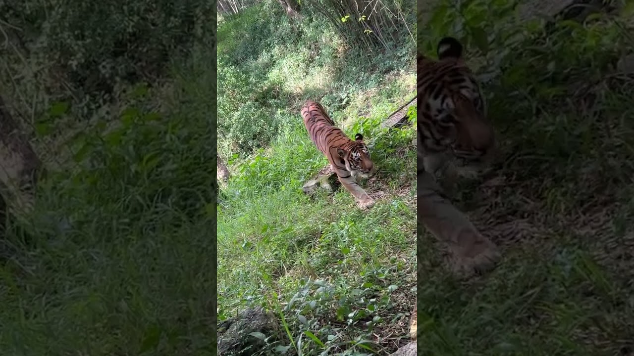 Jab Humne dekha tiger 🐯🐅 jab hum Mysore Highway par the