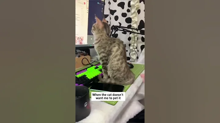 Watch the video about CUTE 😹😍 FUNNY ANIMAL VIDEOS | Playful kitten moments | #cat #FunnyAnimals #PlayfulPets #PetContent