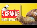 Por que o Caramujo Africano (Achatina fulica) é um problema? 