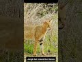 The Misunderstood Jungle Cat #JungleCat #WildlifeAwareness #SaveWildlife #ProtectNature