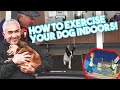 How to Exercise Your Dog Indoors (Using a Treadmill!)