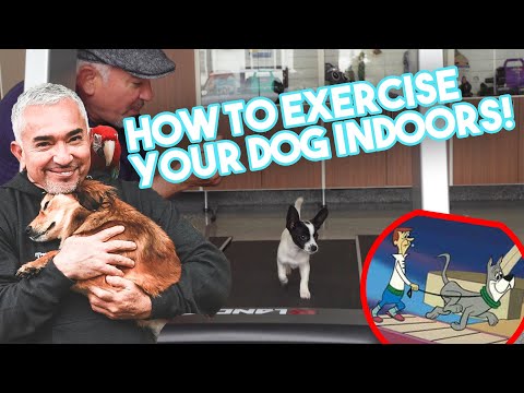 वीडियो: कुत्ते के मूत्र की गंध को बेअसर करने के 3 तरीके