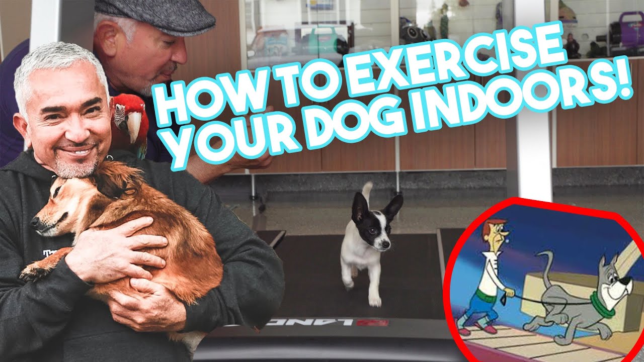 Can A Dog Use A Human Treadmill?