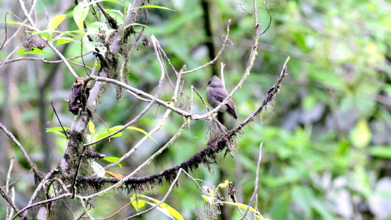 Dark Pewee (Contopus lugubris)