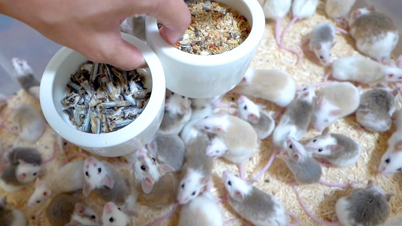 大量の腹ペコネズミにエサを入れると