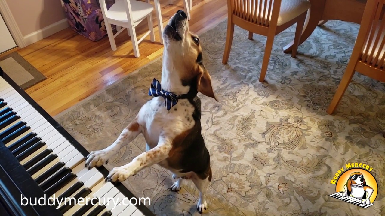 camera iphone 8 plus apk 🎙🎶 Buddy Mercury Piano Dog Celebrates NYC Appearance Today! 🎶🎙