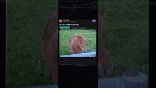 This horse has poo brain #shorts #meme #voiceover #voiceactor #memes #relatable #real #vo #va #horse