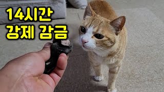 고양이들의 집단행동으로 14시간 강제 감금!! 무사해서 다행이다