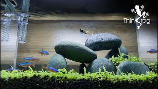 Planting CARPET SEED Aquascape