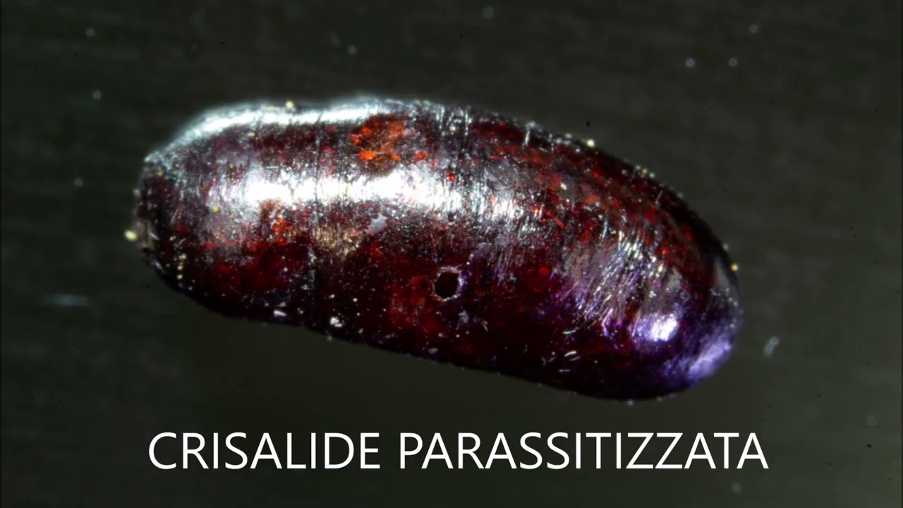 LIMONIIDAE. PILLOLE DI ENTOMOLOGIA MATESINA