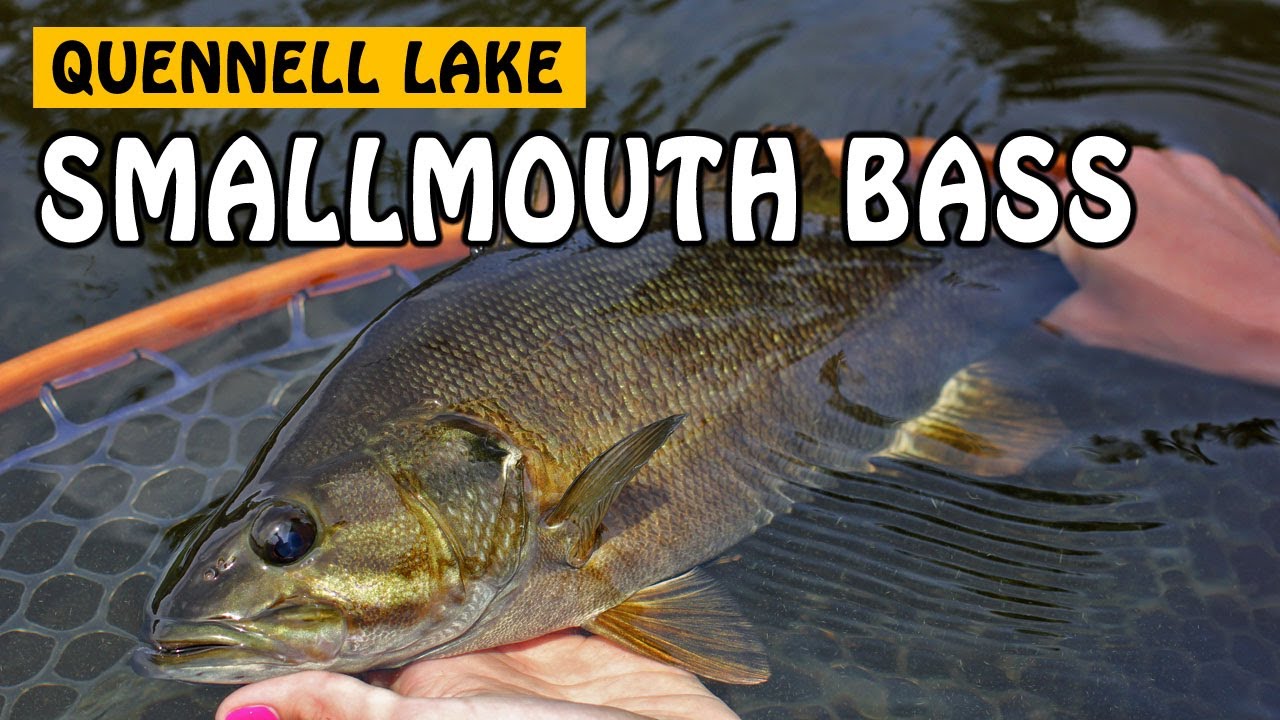 QUENNELL LAKE SMALLMOUTH BASS ON VANCOUVER ISLAND BC | Fishing with Rod