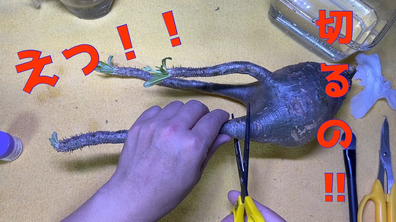 パキポディウム グラキリス枝の剪定と発根管理(Pachypodium Gracilius)