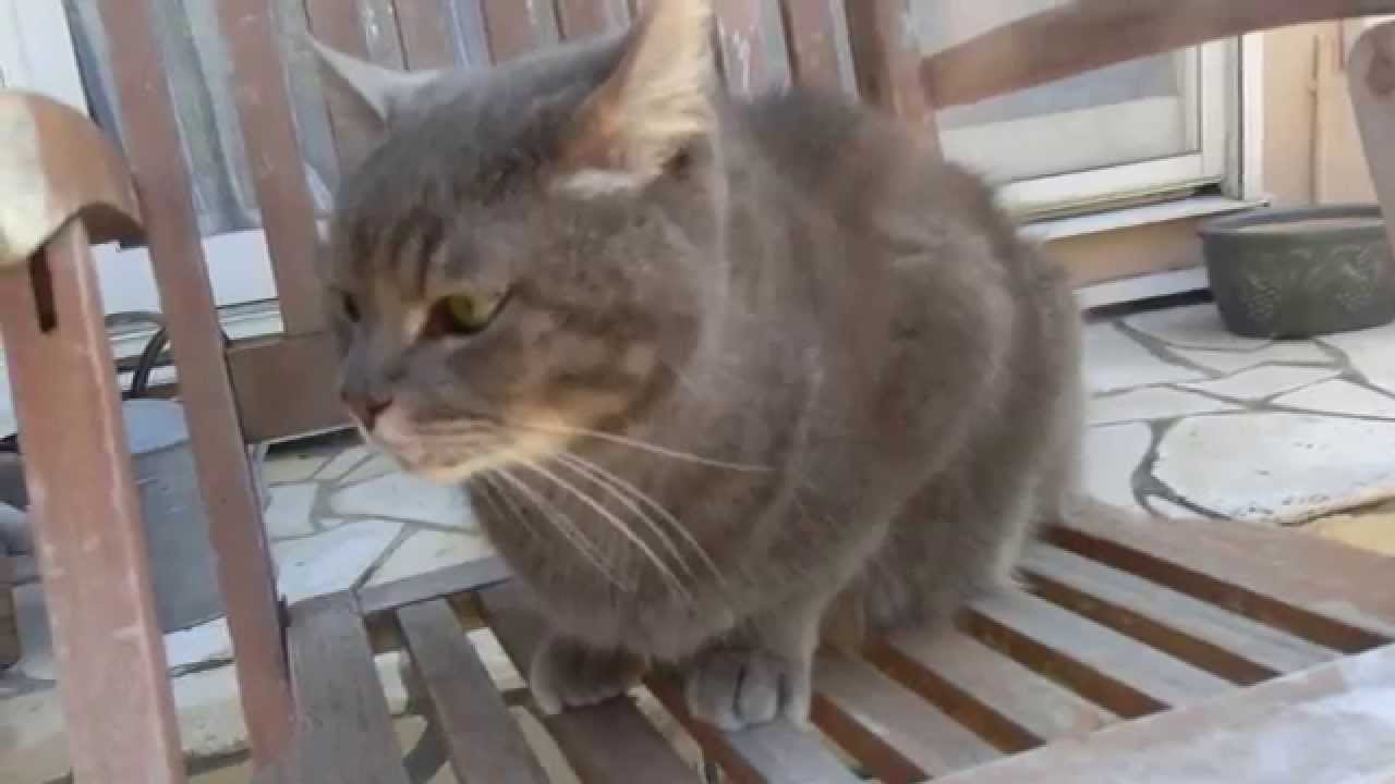 猫の可愛いい鳴き声を聞きたい おとなしいグレちゃんの声が聴けない Youtube